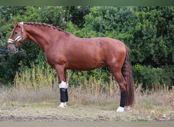PRE, Stallone, 3 Anni, 172 cm, Sauro ciliegia, in Terrassa