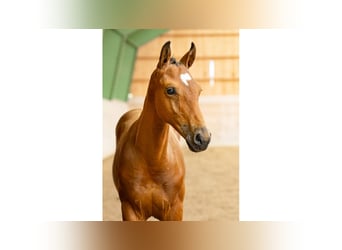 Stallion 