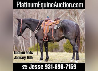 Quarter horse américain, Hongre, 10 Ans, Rouan Bleu, in Santa Fe TN,
