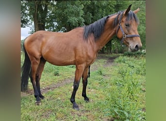 Stallion 3 years