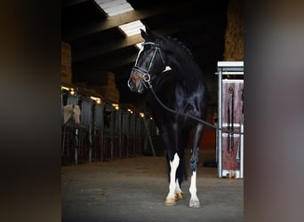 KWPN, Mare, 4 years, 17 hh, Black, in HEUVELLAND,