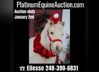 More ponies/small horses, Gelding, 7 years, 10 hh, Palomino, in Highland MI,