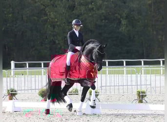 Friesen, Hengst, 7 Jahre, 170 cm, Rappe, in Aalsmeer