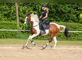 Anglo arabe, Jument, 6 Ans, 163 cm, Overo-toutes couleurs, in Überherrn