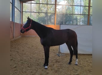Irish Sport Horse, Mare, 4 years, 16.1 hh, Brown, in Lage,
