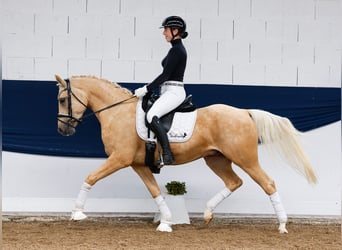 Pony tedesco, Castrone, 4 Anni, 146 cm, Palomino, in Marsberg