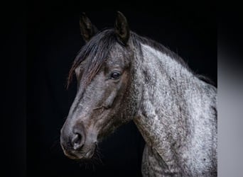 Karachai, Wallach, 7 Jahre, 145 cm, Roan-Blue, in Kirchbichl