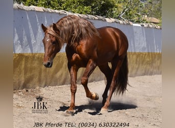 PRE Mestizo, Semental, 4 años, 166 cm, Alazán, in Tabernas Almeria