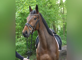 Irish Sport Horse, Gelding, 5 years, 15.2 hh, Brown, in Nettetal,