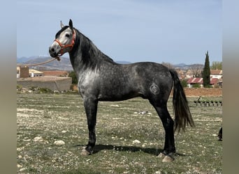 PRE, Ogier, 6 lat, 162 cm, Siwa, in Baza,