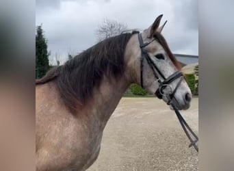 Spaans sportpaard, Merrie, 4 Jaar, 160 cm, kan schimmel zijn, in Oud gastel,