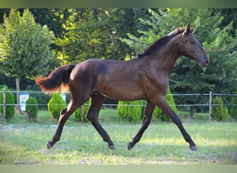 Pinto barroco, Caballo castrado, 1 año, 170 cm, Negro, in Ptuj,