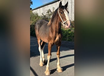 Shire Horse, Stallion, Foal (01/2026), , in marbury