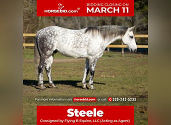 Quarter horse américain, Hongre, 10 Ans, 157 cm, Gris, in Huntsville TX,