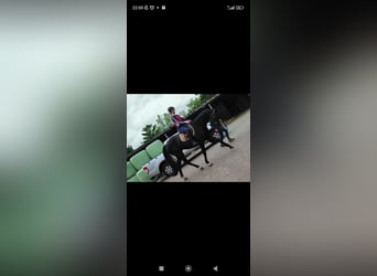 Hannoveraner, Wallach, 4 Jahre, 175 cm, Rappe, in Leezdorf