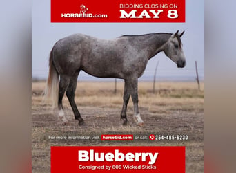 American Quarter Horse, Wallach, 6 Jahre, Schimmel, in Canyon, TX,
