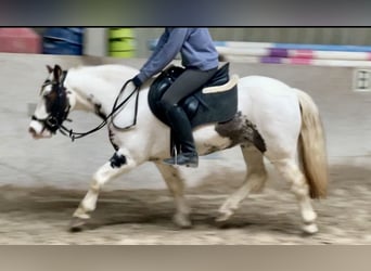 Tinker, Stute, 9 Jahre, 135 cm, Schecke, in Würzburg