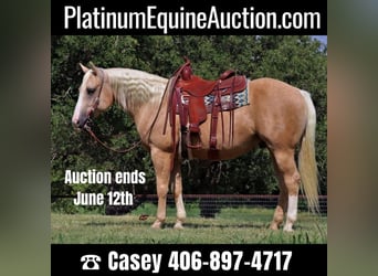 Quarter horse américain, Hongre, 10 Ans, in Jaxksboro TX,