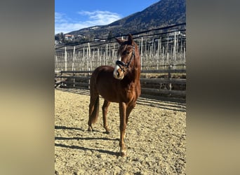 Bayerisches Warmblut, Wallach, 4 Jahre, 164 cm, Fuchs, in Schenna