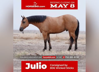 Quarter horse américain, Hongre, 6 Ans, Buckskin, in Canyon, TX,