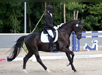 Baden Wuerttemberg, Gelding, 10 years, 16.1 hh