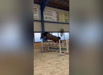 Baden Wuerttemberg, Gelding, 10 years, 16,2 hh, Bay-Dark