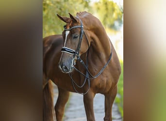 Baden Wuerttemberg, Gelding, 10 years, 16,2 hh, Chestnut-Red