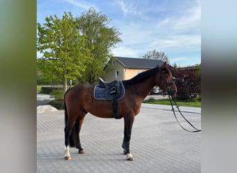 Baden Wuerttemberg, Gelding, 10 years, 16 hh, Brown