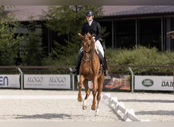 Baden Wuerttemberg, Gelding, 10 years, 16,3 hh, Chestnut