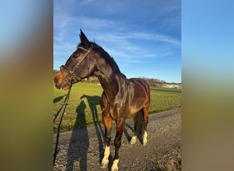 Baden Wuerttemberg, Gelding, 10 years, 17,1 hh, Bay-Dark