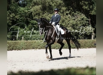 Baden Wuerttemberg, Gelding, 10 years, 17,1 hh, Black