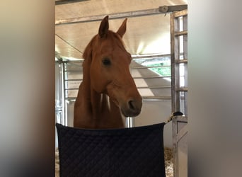 Baden Wuerttemberg, Gelding, 11 years, 16,2 hh, Chestnut-Red