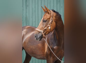 Baden Wuerttemberg, Gelding, 11 years, 16.3 hh, Chestnut-Red