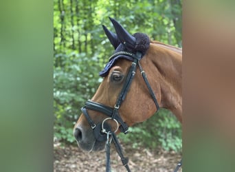 Baden Wuerttemberg, Gelding, 11 years, 16,1 hh, Chestnut-Red