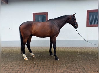 Baden Wuerttemberg, Gelding, 11 years, 17.1 hh, Bay-Dark