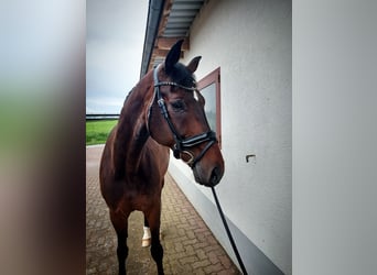 Baden Wuerttemberg, Gelding, 11 years, 17.1 hh, Bay-Dark