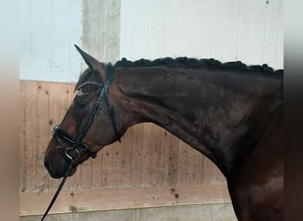 Baden Wuerttemberg, Gelding, 11 years, 17.1 hh, Bay-Dark