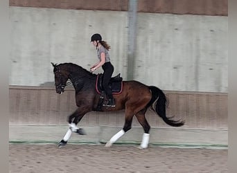 Baden Wuerttemberg, Gelding, 11 years, 17.1 hh, Bay-Dark