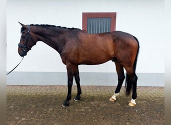 Baden Wuerttemberg, Gelding, 11 years, 17.1 hh, Bay-Dark