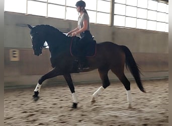 Baden Wuerttemberg, Gelding, 11 years, 17.1 hh, Bay-Dark