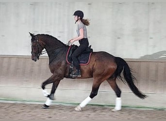 Baden Wuerttemberg, Gelding, 11 years, 17.1 hh, Bay-Dark