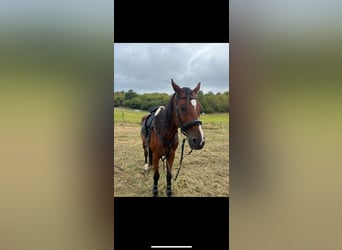 Baden Wuerttemberg, Gelding, 11 years, 17,3 hh, Brown