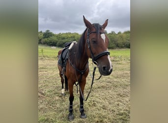 Baden Wuerttemberg, Gelding, 11 years, 18 hh, Brown