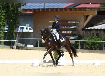 Baden Wuerttemberg, Gelding, 12 years, 16,2 hh, Black