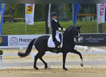 Baden Wuerttemberg, Gelding, 12 years, 16,2 hh, Black