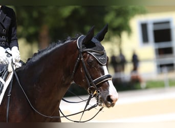 Baden Wuerttemberg, Gelding, 12 years, 16,2 hh, Black