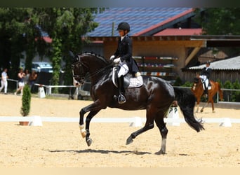Baden Wuerttemberg, Gelding, 12 years, 16,2 hh, Black