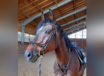 Baden Wuerttemberg, Gelding, 12 years, 16,3 hh, Brown
