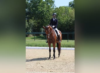 Baden Wuerttemberg, Gelding, 12 years, 17 hh, Brown