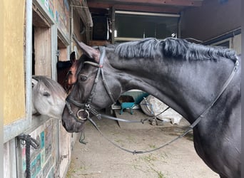 Baden Wuerttemberg, Gelding, 12 years, 17,1 hh, Black
